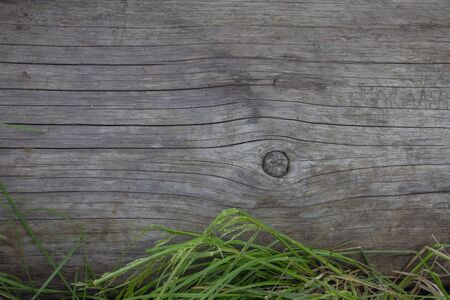 Wooden logs close-up, log in the grass. Wooden table and bench in the forest. Wood as background and textureの写真素材