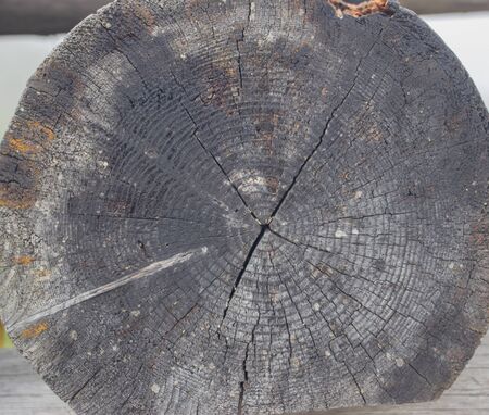 Wooden logs close-up, log in the grass. Wooden table and bench in the forest. Wood as background and textureの写真素材