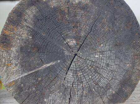 Wooden logs close-up, log in the grass. Wooden table and bench in the forest. Wood as background and textureの写真素材