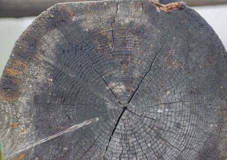 Wooden logs close-up, log in the grass. Wooden table and bench in the forest. Wood as background and textureの写真素材