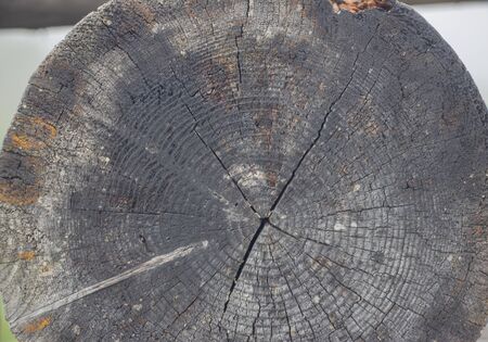 Wooden logs close-up, log in the grass. Wooden table and bench in the forest. Wood as background and textureの写真素材