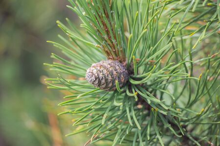 Cones grow on a Christmas tree close-up. Macro shot. Spines on a pine tree