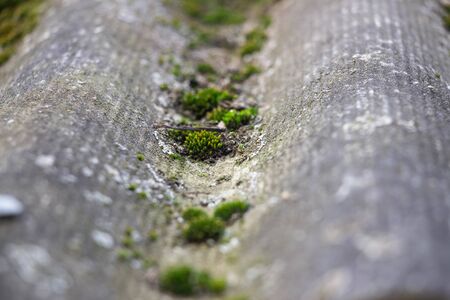 Old slate pokritiy moss close-up. Background like texture.の写真素材