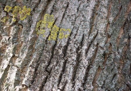 Light gray background of a tree bark on a bark of moss growing. Background like texture. full frame, element for the designer, close-upの写真素材