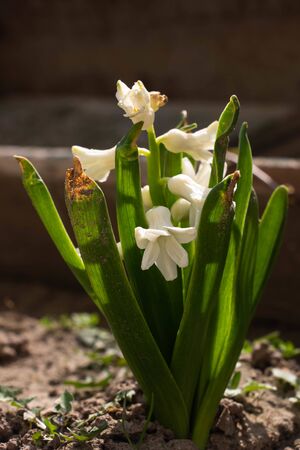 small white flowers bluebells growing from the groundの写真素材