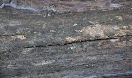 Dark gray background of tree bark on bark of moss growing. Background like texture. full frame, element for the designer, close-upの写真素材