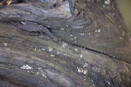 Dark gray background of tree bark on bark of moss growing. Background like texture. full frame, element for the designer, close-upの写真素材