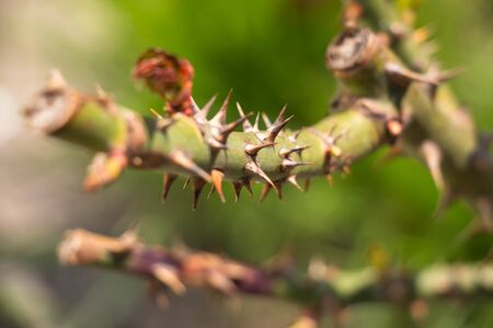 Spines grow on a rose. Macro shot. Background like texture