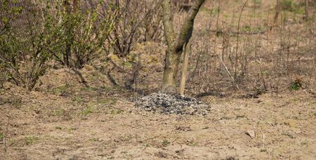 Ashes were poured under a tree in the garden. Fertilizing trees with ashの写真素材