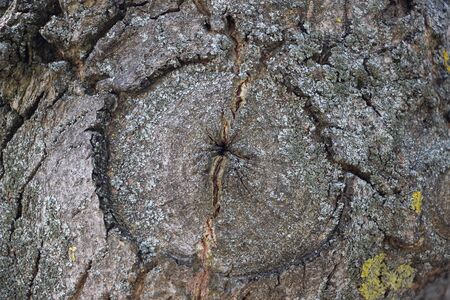 Light gray background of a tree bark on a bark of moss growing. Background like texture. full frame, element for the designer, close-upの写真素材