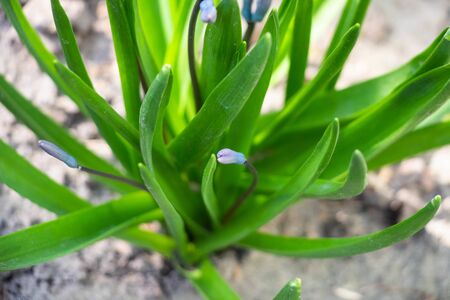 Blooming blue flowers with green leaves. Macro shot. Background like texture.
の写真素材