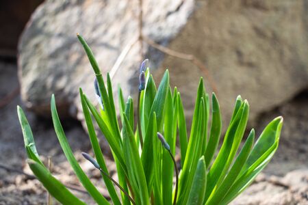 Blooming blue flowers with green leaves. Macro shot. Background like texture. Stone in the background
の写真素材