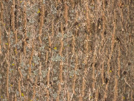 
Light brown background of tree bark on bark of moss growing. Background like texture. full frame, element for the designer, close-upの写真素材