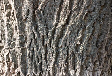 Light gray tree bark background. Background like texture. full frame, element for designer, close...