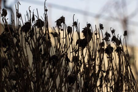 Withered bouquet close-up. Background like texture
の写真素材