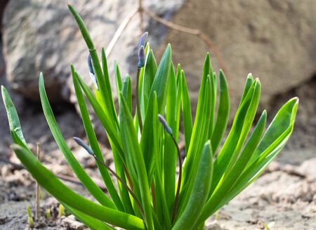 Blooming blue flowers with green leaves. Macro shot. Background like texture. Stone in the background
の写真素材