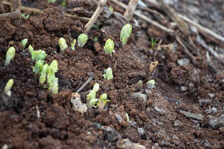Buds grow from the ground. Macro shot. Background like texture.の写真素材