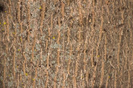 
Light brown background of tree bark on bark of moss growing. Background like texture. full frame, element for the designer, close-upの写真素材
