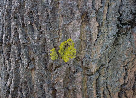 Light gray background of a tree bark on a bark of moss growing. Background like texture. full frame, element for the designer, close-up
の写真素材