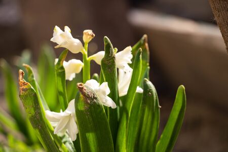 small white flowers bluebells growing from the ground
の写真素材