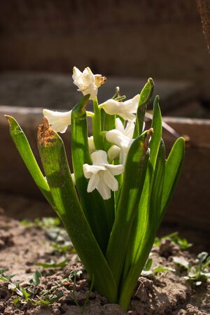 small white flowers bluebells growing from the ground
の写真素材