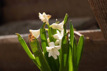small white flowers bluebells growing from the ground
の写真素材