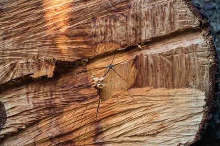 Wood coating in macro shot. Tree close up. A wooden board in macro shot. Background like texture
の写真素材