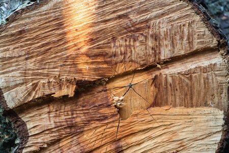 Wood coating in macro shot. Tree close up. A wooden board in macro shot. Background like texture
の写真素材