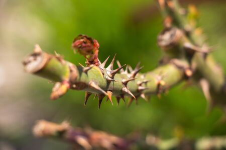 Spines grow on a rose. Macro shot. Background like texture
の写真素材