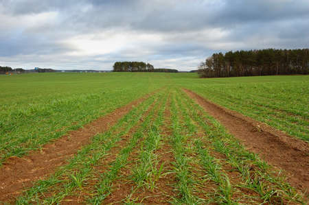 autumn field with winter grain crops in cloudy weatherの写真素材