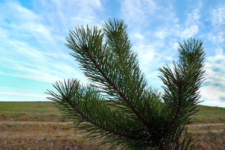 pine branches against the background of the blue skyの写真素材