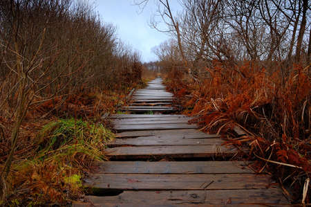 old wooden path through a bogの写真素材