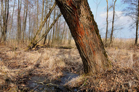 the beautiful marshy sleepy wood at the beginning of spring. closeup
