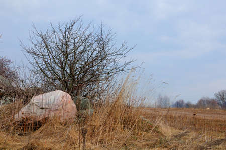 mall trees among stones in the field in the early spring against the background of the skyの写真素材