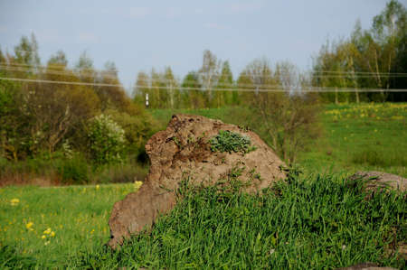 boulders in a green grass in the springの写真素材