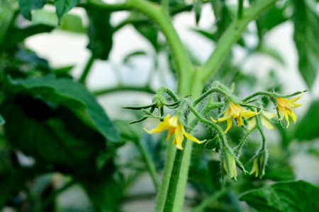 flowering of a tomato plant. vegetable garden. summerの写真素材