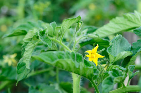 flowering of a tomato plant. vegetable garden. summerの写真素材