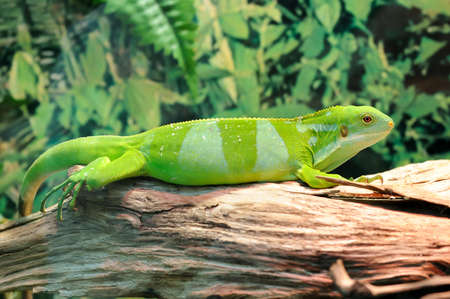 young bright green iguana on a dry treeの写真素材