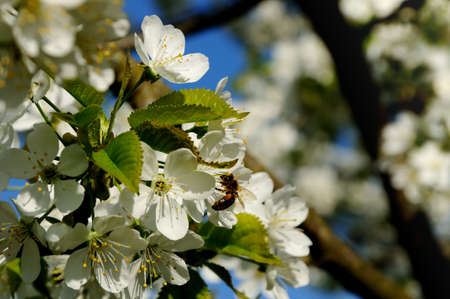 beautifully blossoming sweet cherry branch with a bee against the background of the clear blue sky