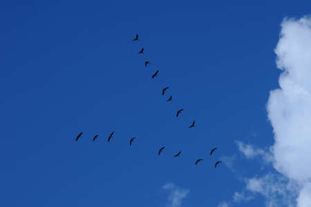 flock of birds flying a wedge against the background of the blue sky with clouds