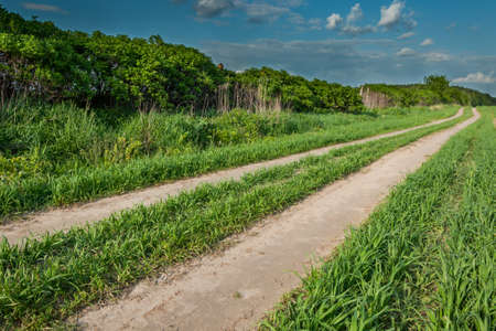 summer rural landscape. the field sandy road along bushes to the wood under the blue cloudy skyの写真素材