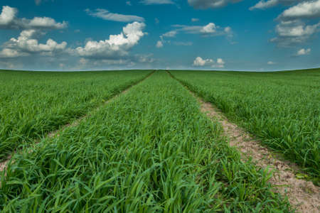 technological track on the agricultural field. young shoots of grain crops. cloudy sky
