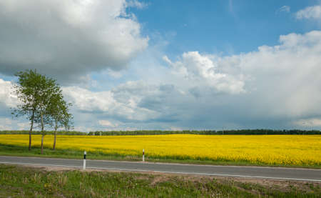 agricultural field of the blossoming raps behind the road under the cloudy sky