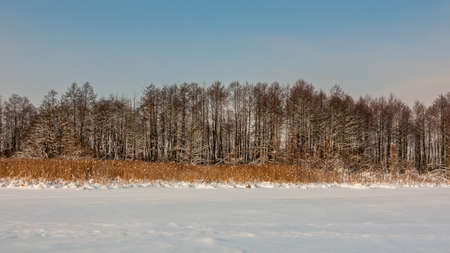 winter landscape. day. reed and trees. coast of the frozen snow lakeの写真素材