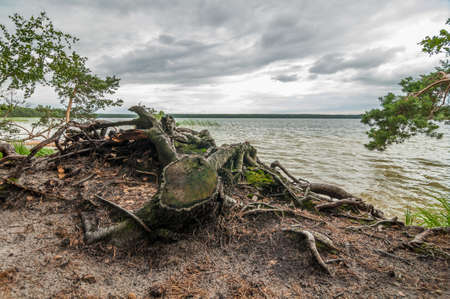 summer. Beautiful view from the coast of the lake. The roots of the cut tree in the foreground under the dramatic skyの写真素材