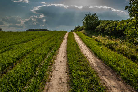 beautiful evening summer landscape. Rural dirt road through the field along the bush under a cloudy dramatic skyの写真素材