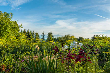 picturesque summer landscape. beautiful garden with flowers and a kitchen garden near a country villa under a blue skyの写真素材