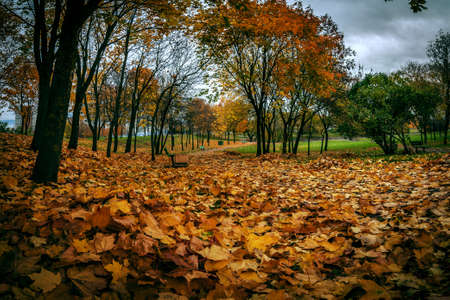 dry fallen maple leaves in the autumn city parkの写真素材