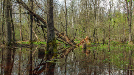 a spring forest swamp with bare and fallen trees and thick thicketsの写真素材