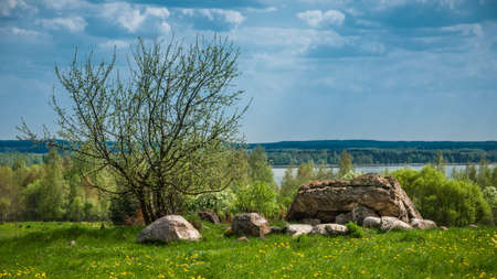landscape. stone boulders and a young tree in a clearing with grass and dandelions near the lake under a cloudy skyの写真素材